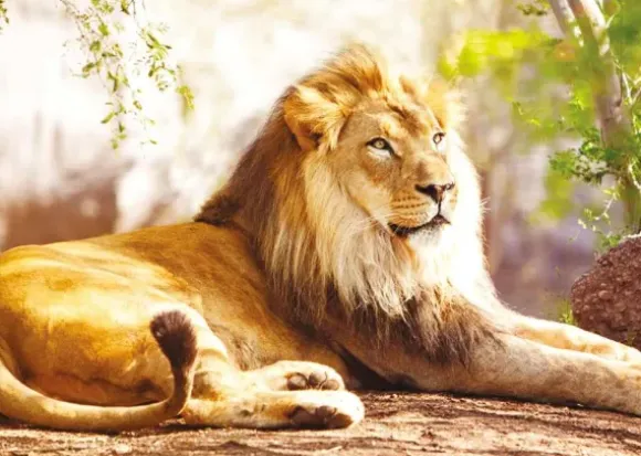 Le Roi de la Savane