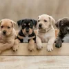 Les American Staffordshire Terriers