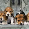 Les Beagles