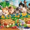 Les Chatons à la Sieste