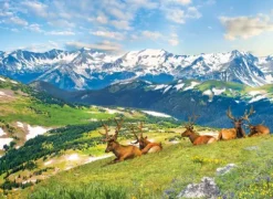 Les Élans à la Montagne