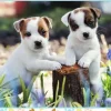 Les Petits Jack Russell