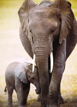 L'éléphant et l'éléphanteau