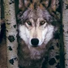 Loup Gris