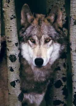 Loup Gris