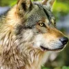 Loup Gris Européen
