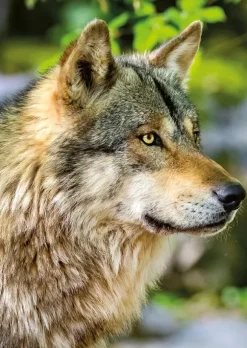 Loup Gris Européen