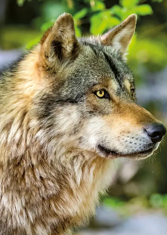 Loup Gris Européen