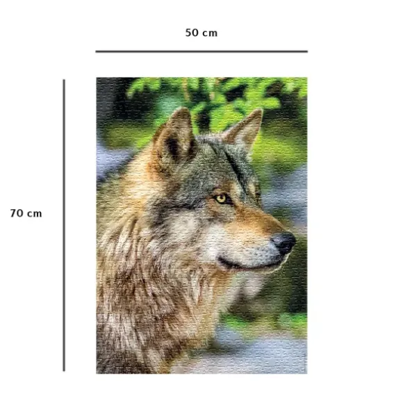 Loup Gris Européen