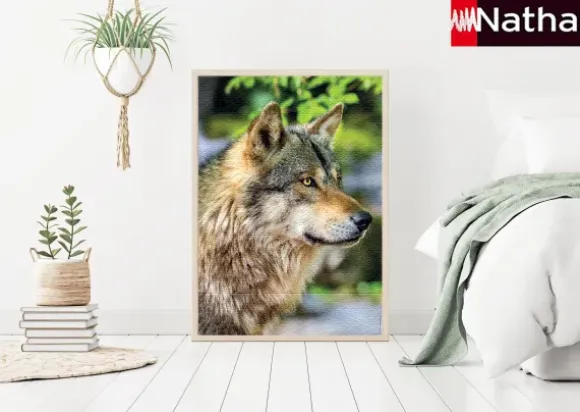Loup Gris Européen