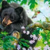 L'Ours et les Colibris