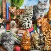 Maison des Chats