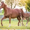 Maman et Bébé Cheval