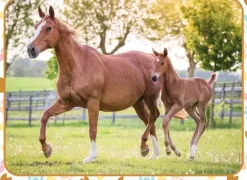 Maman et Bébé Cheval