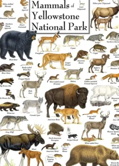 Mammals of Yellowstone National Park