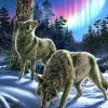 Meger James - Loups sous l'Aurore