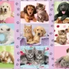 Mes Amis les Animaux