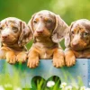 Mignons Chiots