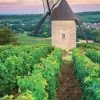 Moulin Sorine - Vignoble de Santenay - Bourgogne