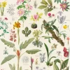 Muséum National d'Histoire Naturelle - Les Plantes