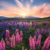 Nature Edition - Lupins
