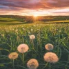 Nature Edition - Pissenlits au Coucher du Soleil