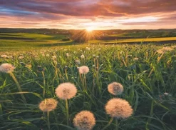 Nature Edition - Pissenlits au Coucher du Soleil