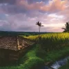 Nature Edition - Rizières au Nord de Bali