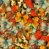 Nuée de Papillons