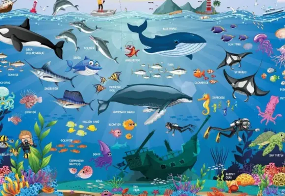 Ocean Animals