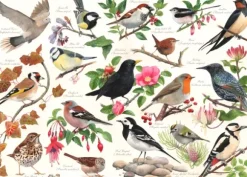Oiseaux Dans Mon Jardin