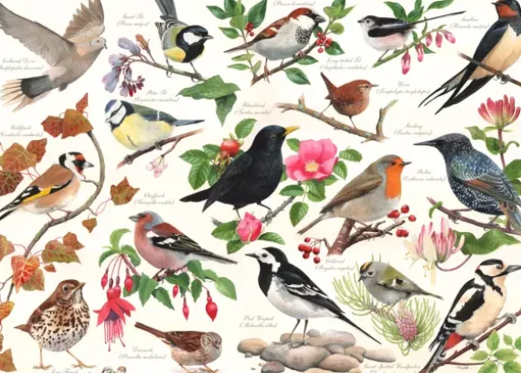 Oiseaux Dans Mon Jardin