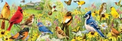 Oiseaux de Jardin