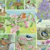 Oiseaux de Jardin au Printemps