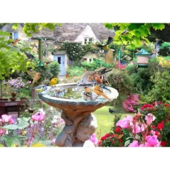 Oiseaux D'Été