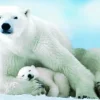 Ours Polaire et son ourson