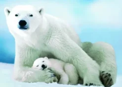 Ours Polaire et son ourson