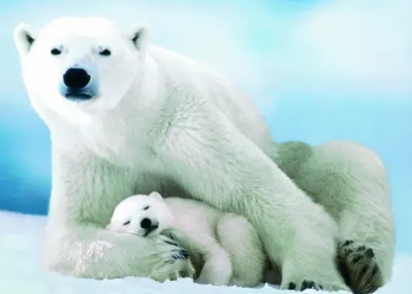Ours Polaire et son ourson