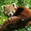 Panda Roux