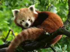 Panda Roux