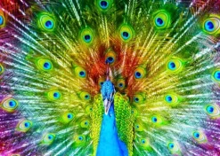 Paon Coloré