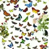 Papillons