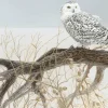 Pièces XXL - Fallen Willow Snowy Owl