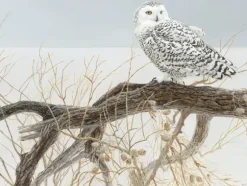 Pièces XXL - Fallen Willow Snowy Owl