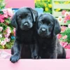 Pièces XXL - Labradors Noirs dans une Boîte Rose
