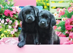 Pièces XXL - Labradors Noirs dans une Boîte Rose