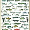 Poissons d'eau douce