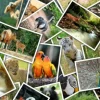 Promenade au Zoo
