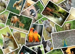 Promenade au Zoo