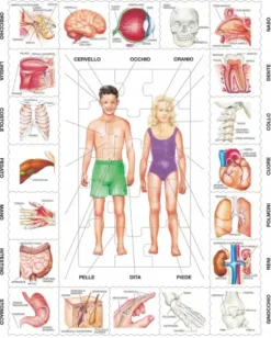 Puzzle Cadre - Il Nostro Corpo (en italien)